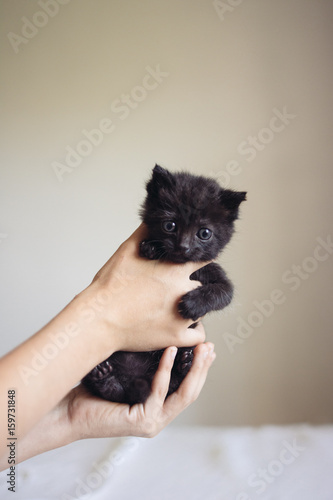 Petit bébé chat noir  photo