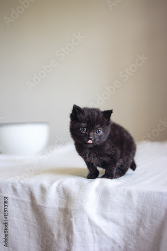 Petit bébé chat noir  photo