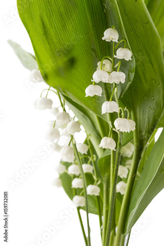 The branch of lilies of the valley flowers  Convallaria Majalis  with green leaves isolated on white background. Closeup