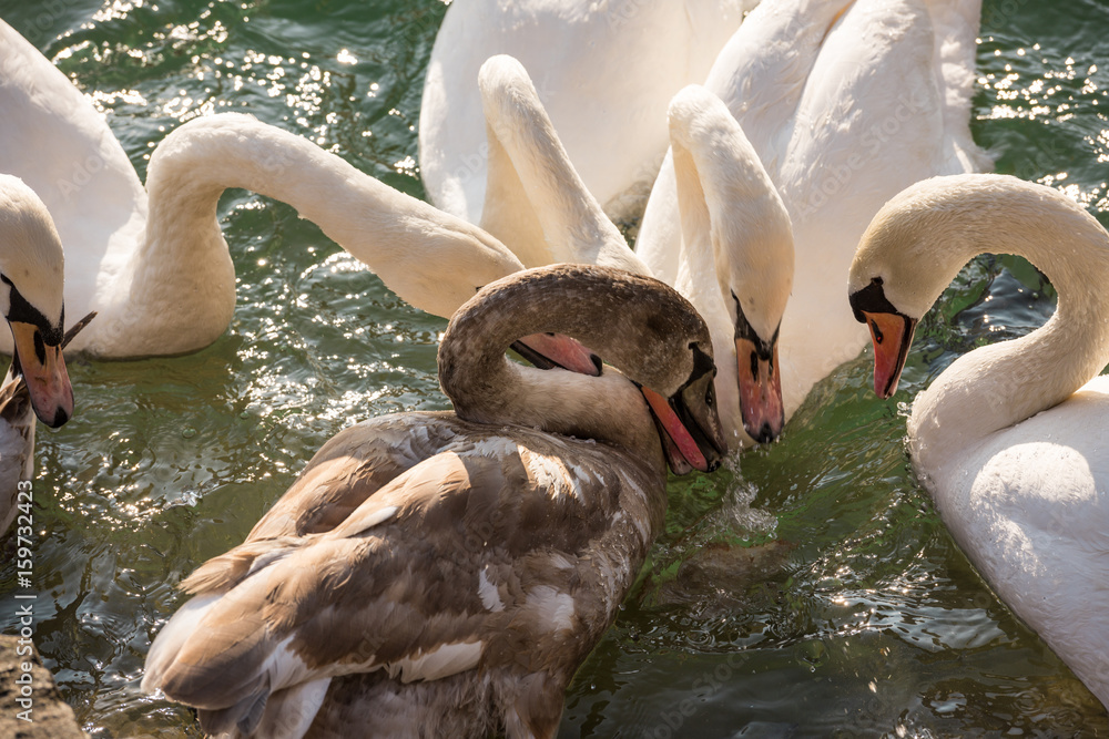 Obraz premium Group of swans eating in the water