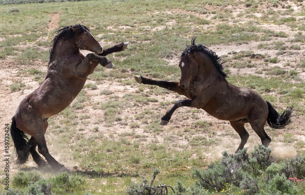 Naklejka premium Wild Mustangs
