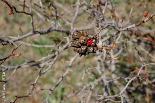 Ladybug closeup on a branch photo