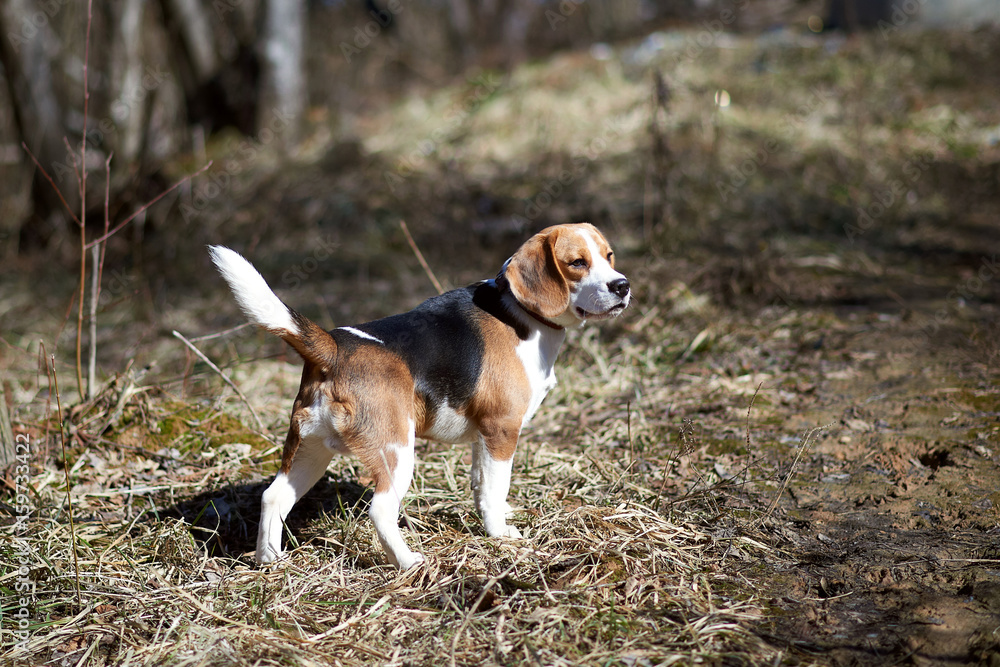 dog beagle play in the meadow forest field