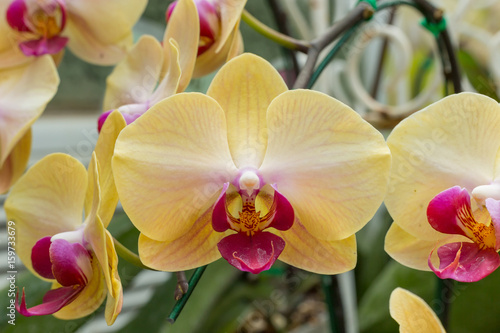 yellow orchid flower in the garden