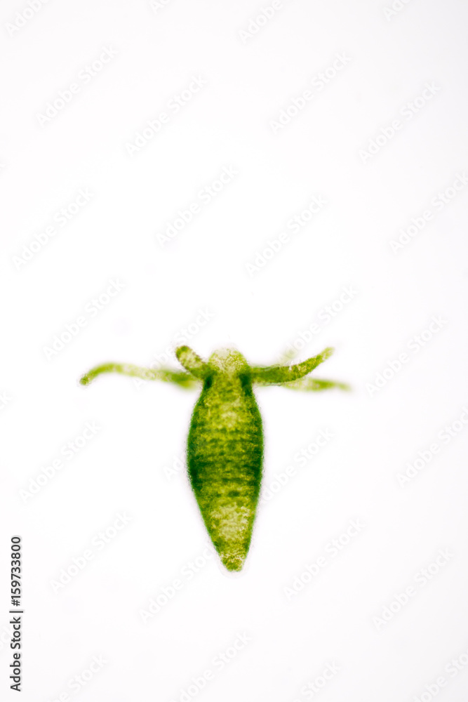 Hydra is a genus of small, fresh-water animals of the phylum Cnidaria and class Hydrozoa under the microscope for education. Hydra is a genus of small, fresh-water animals of the phylum Cnidaria and class Hydrozoa under the microscope for education.