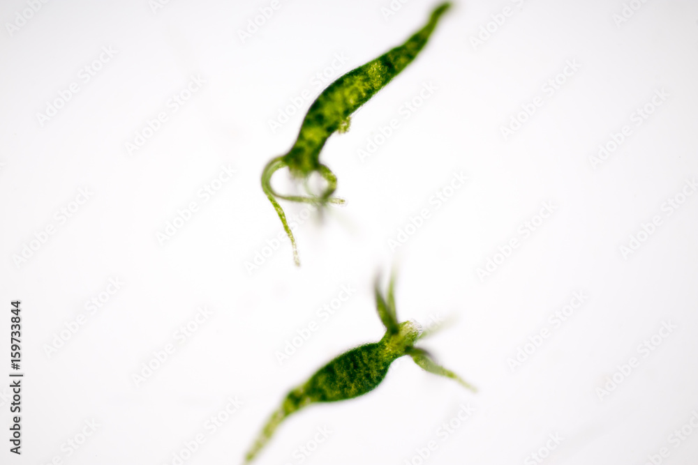 Naklejka premium Hydra is a genus of small, fresh-water animals of the phylum Cnidaria and class Hydrozoa under the microscope for education.