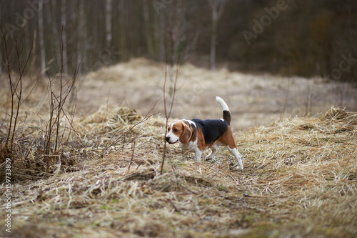 dog beagle play in the meadow forest field