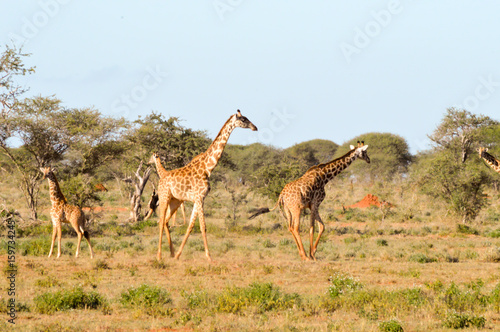 Giraffes in West Tsavo Park in Central Kenya