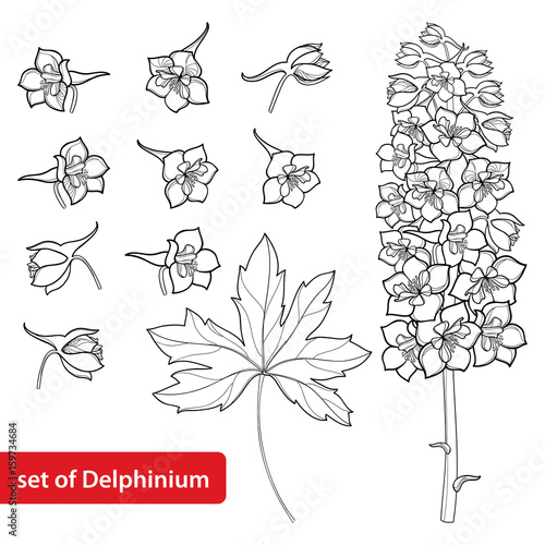 Vector set with Delphinium or Larkspur. Flower, bunch, bud and leaf in black isolated on white background. Floral elements in contour style with ornate Delphinium for summer design and coloring book.