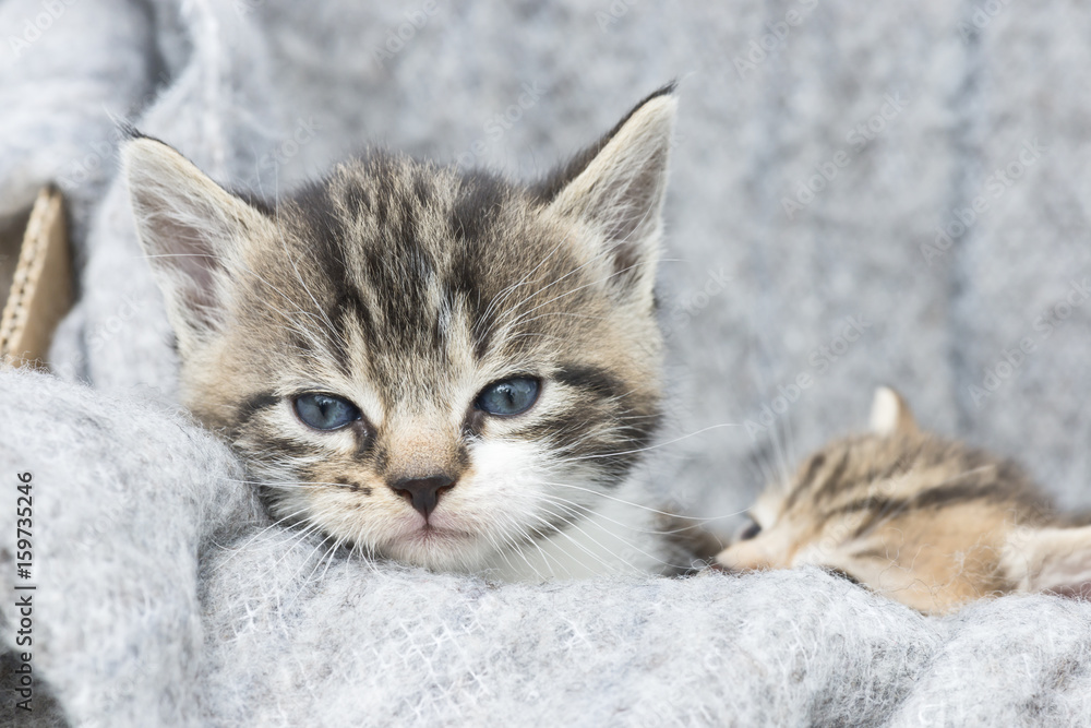 little kittens in a box little kittens in a box