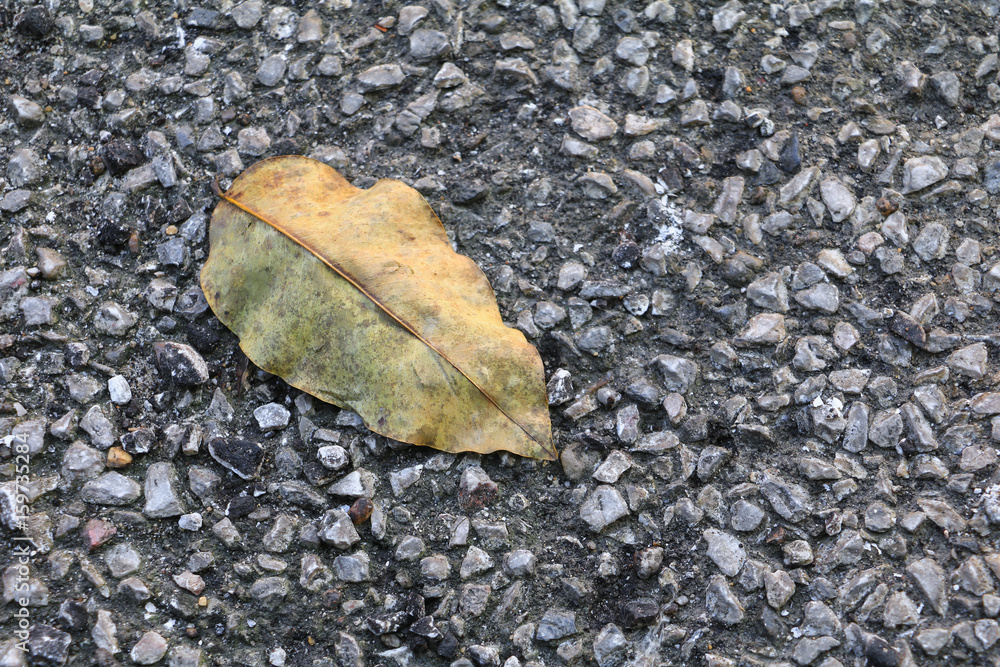 Dry leaf on asphalt road floor background with copy space for add text Dry leaf on asphalt road floor background with copy space for add text