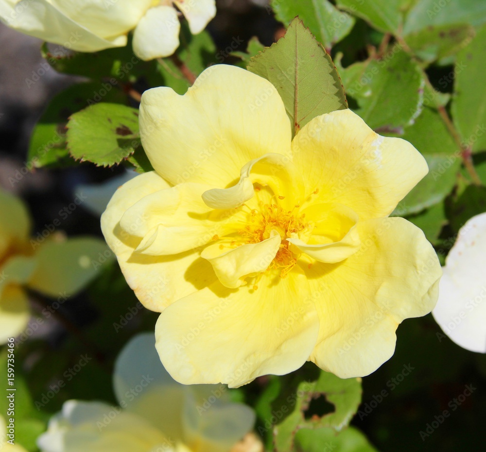 A yellow flower from the garden on a close up view. A yellow flower from the garden on a close up view.