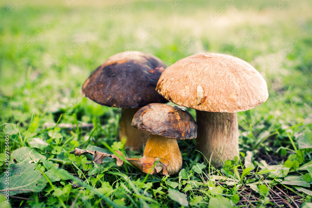 Boletus mushrooms. Selective focus Boletus mushrooms. Selective focus