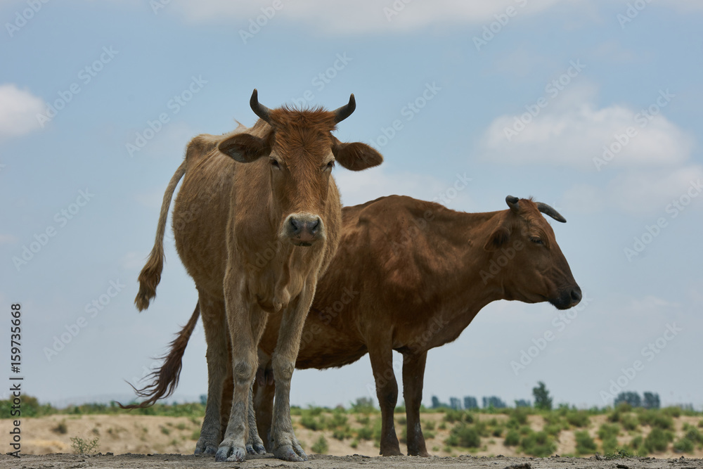 Two brown cows in a field . Cows in pasture on farm