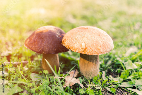 Boletus mushrooms. Selective focus