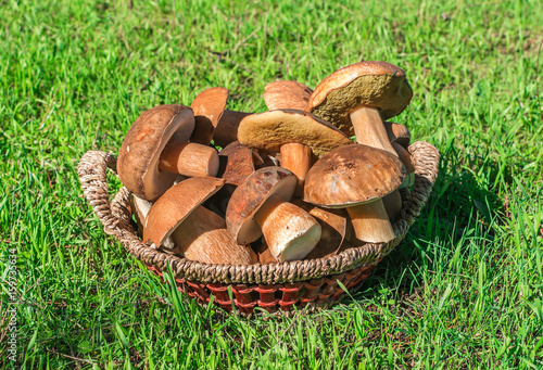 Boletus mushrooms. Selective focus