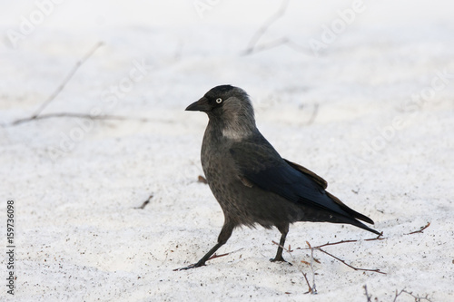 Western jackdaw walking on snow. Clever crow grey-black bird. Bird in wildlife.