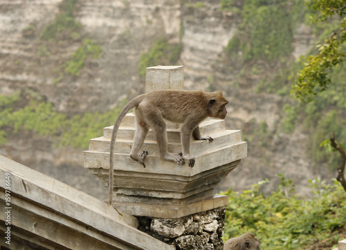 A small macaque monkey on an asian stone wall