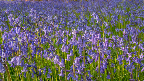 Bluebell flowers in green medow on a warm summers day