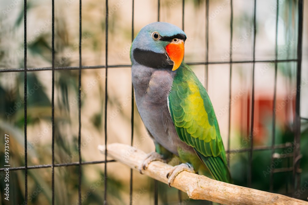 Fototapeta premium Lord Derby's Parakeet Or Psittacula Derbiana, Also Known As Derbyan Parakeet.