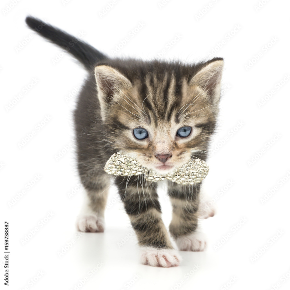 Fototapeta premium glamorous kitten and sparkling bow