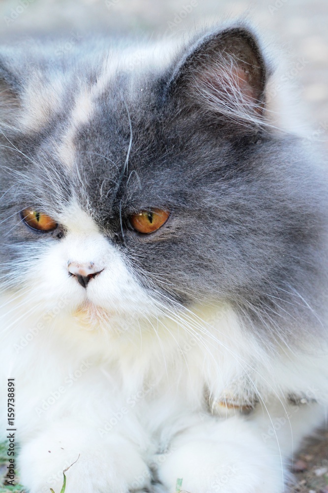 Persian cat hot sale white and grey