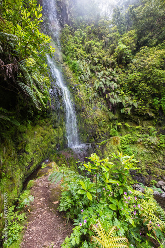 Madeira waterfall in Laurisilva forest