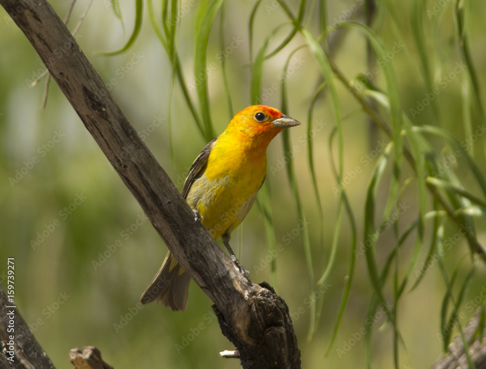 Western Tanager Western Tanager