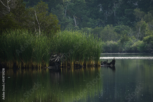 Reeds on the River Bank
