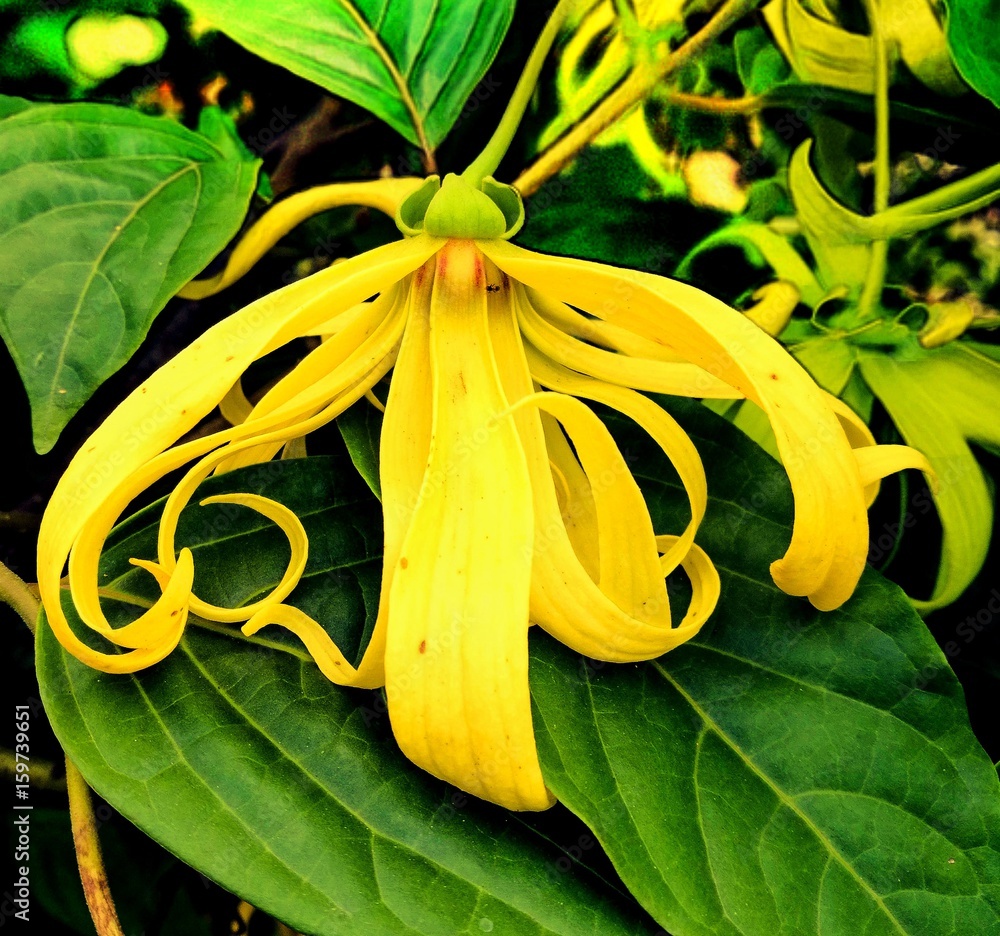 Magnolia champaca, known in English as champak, is a large evergreen ...