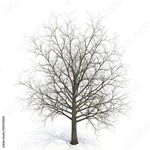 Winter maple tree isolated on white. 3D illustration