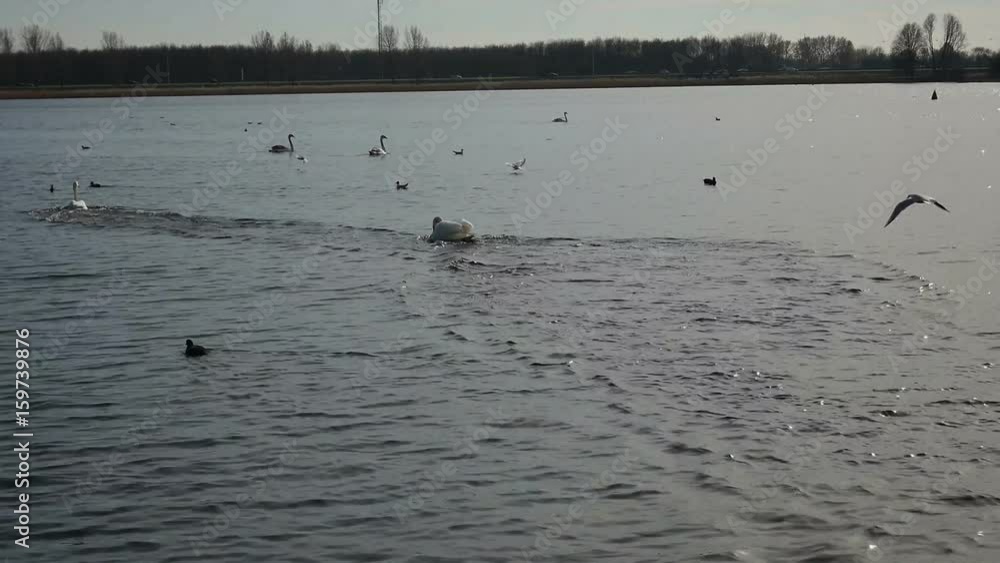 Swans landing on water Swans landing on water
