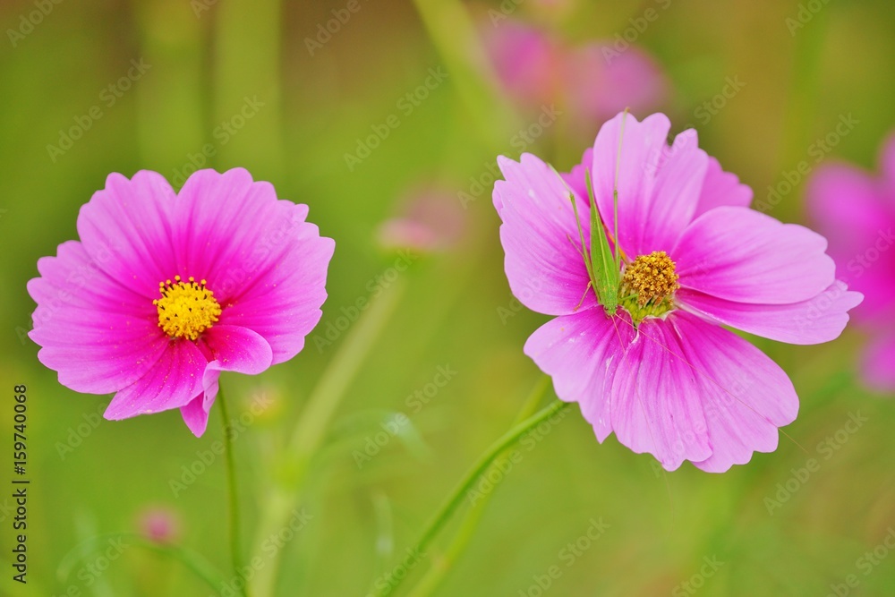 コスモスとバッタ