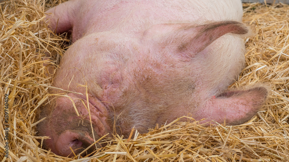 Young happy pig on hay and straw at pig show Young happy pig on hay and straw at pig show