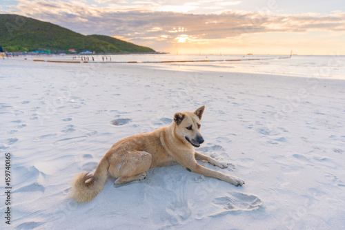 dog on the beach
