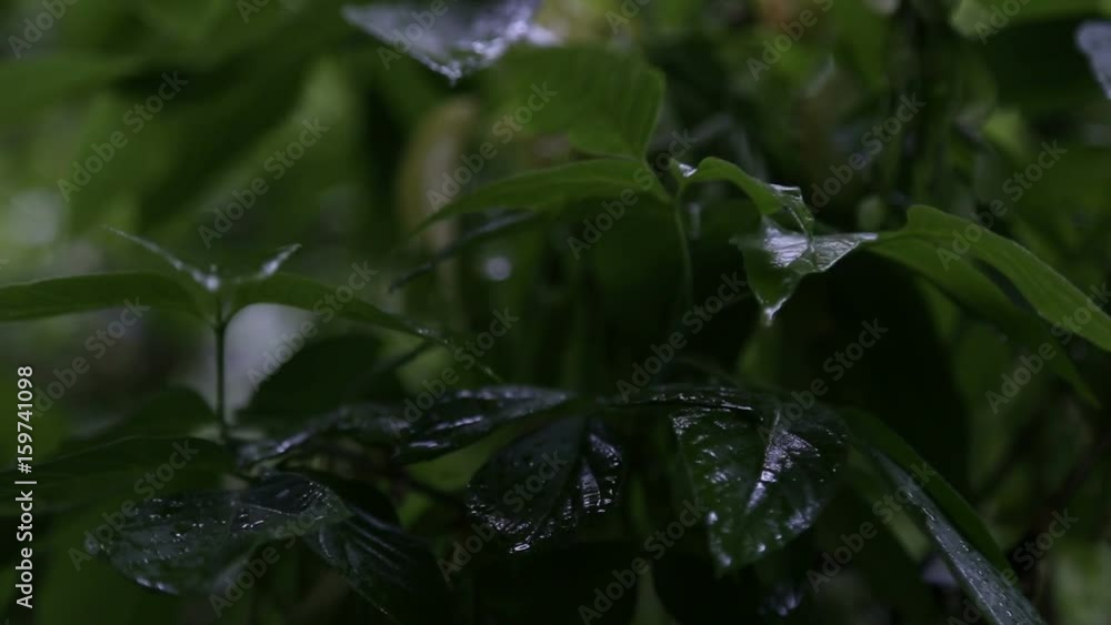 Rain drops on leaves of trees Rain drops on leaves of trees