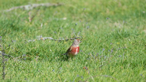 Common Linnet, finch, red bird in springtime on the grass 