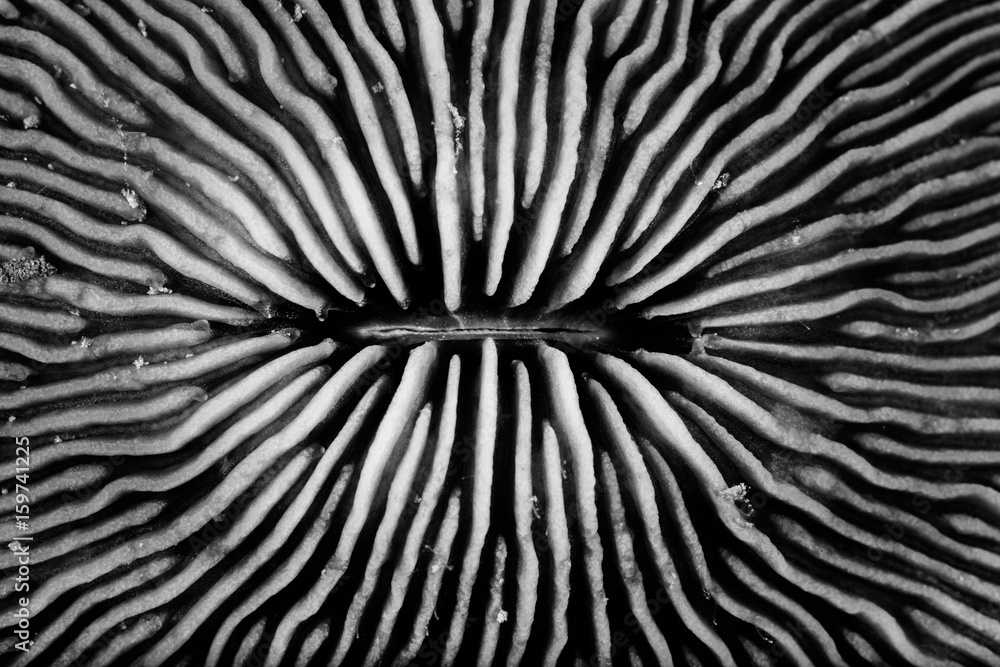 Fototapeta premium Coral Pattern and Texture in Nature