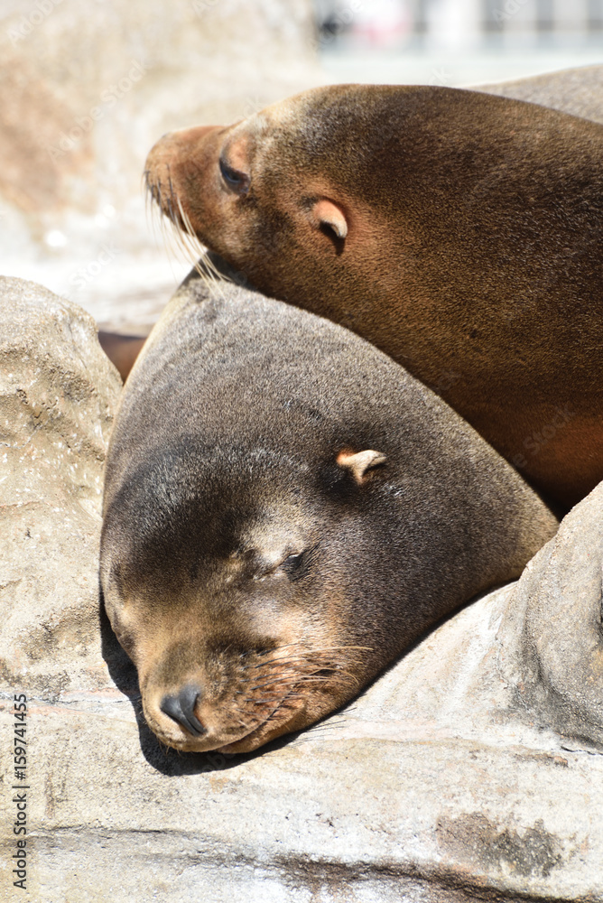 Fototapeta premium Seals