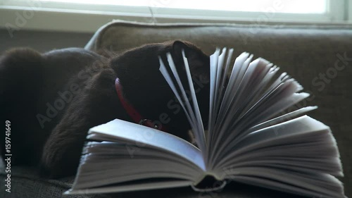 Playful cat and book. A Scottish lop-eared cat with a collar plays with book pages. A cat with large round yellow eyes looks through the pages of the book. Concept of a cozy evening: a cat and a book. photo