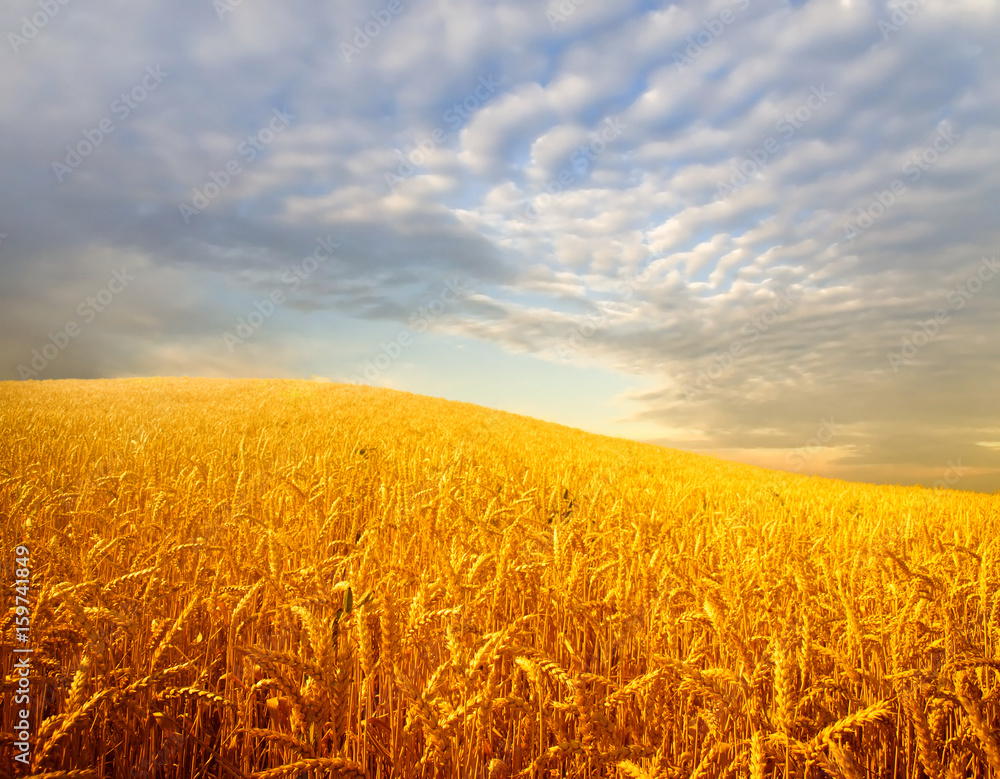 Fototapeta premium wheat field and clouds
