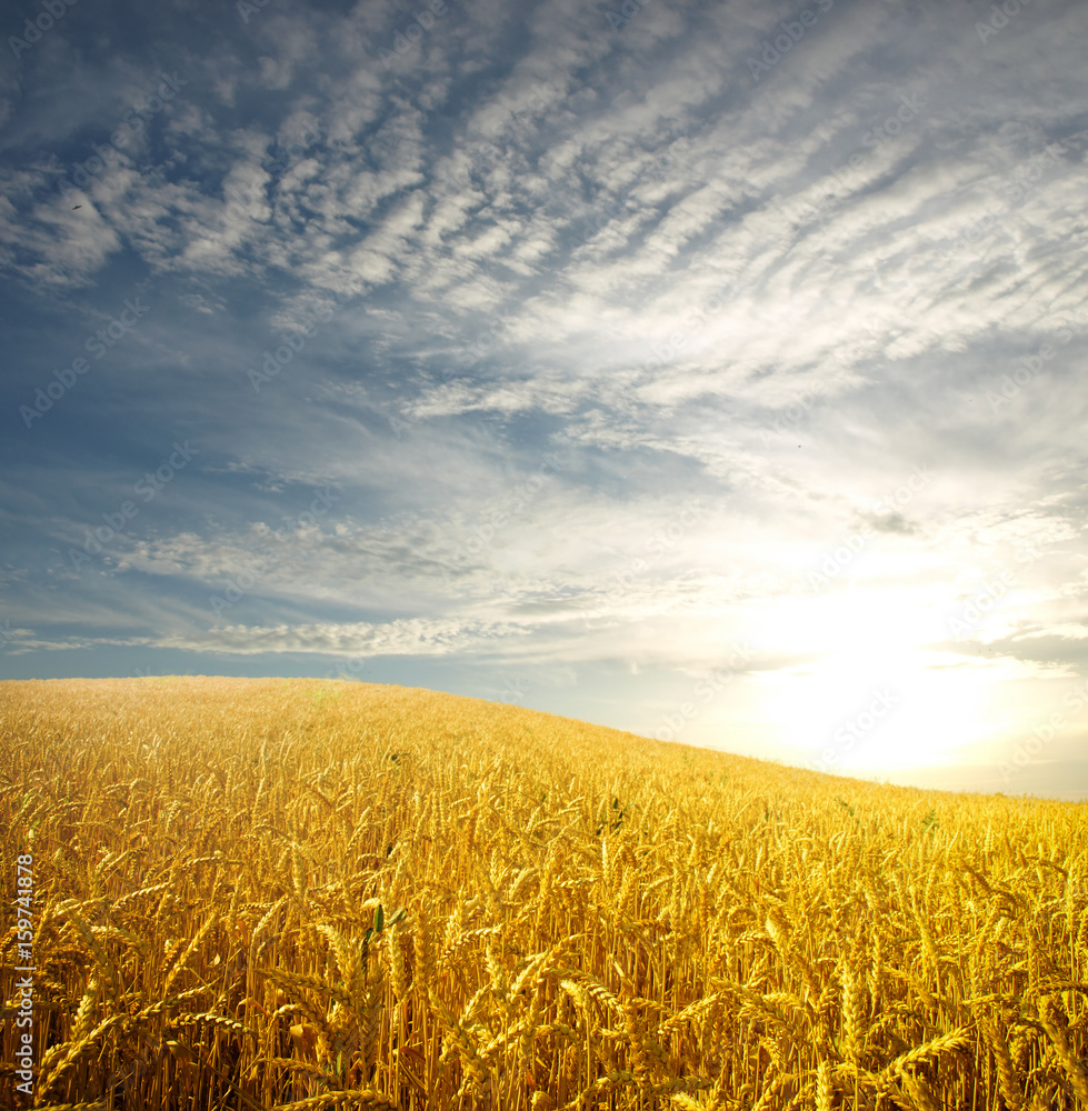 Naklejka premium wheat field and clouds