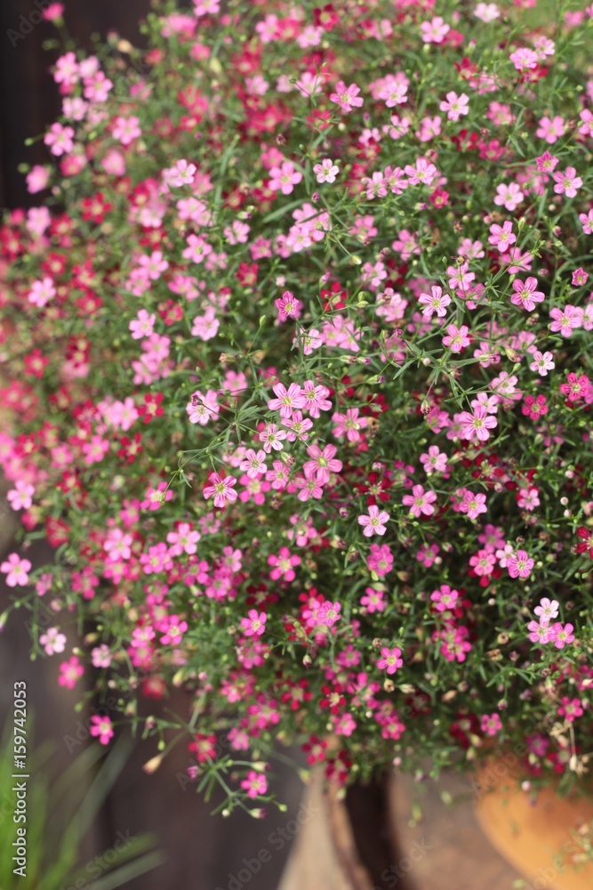 Pink gypsophila flower beautiful in the nature.