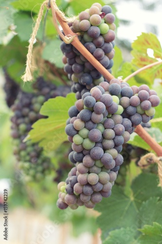Wallpaper Mural Fresh grapes in the vineyard. Torontodigital.ca
