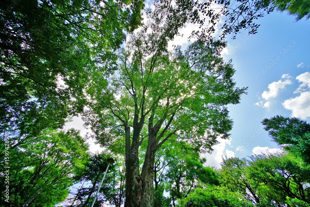 Fototapeta premium 緑の公園
