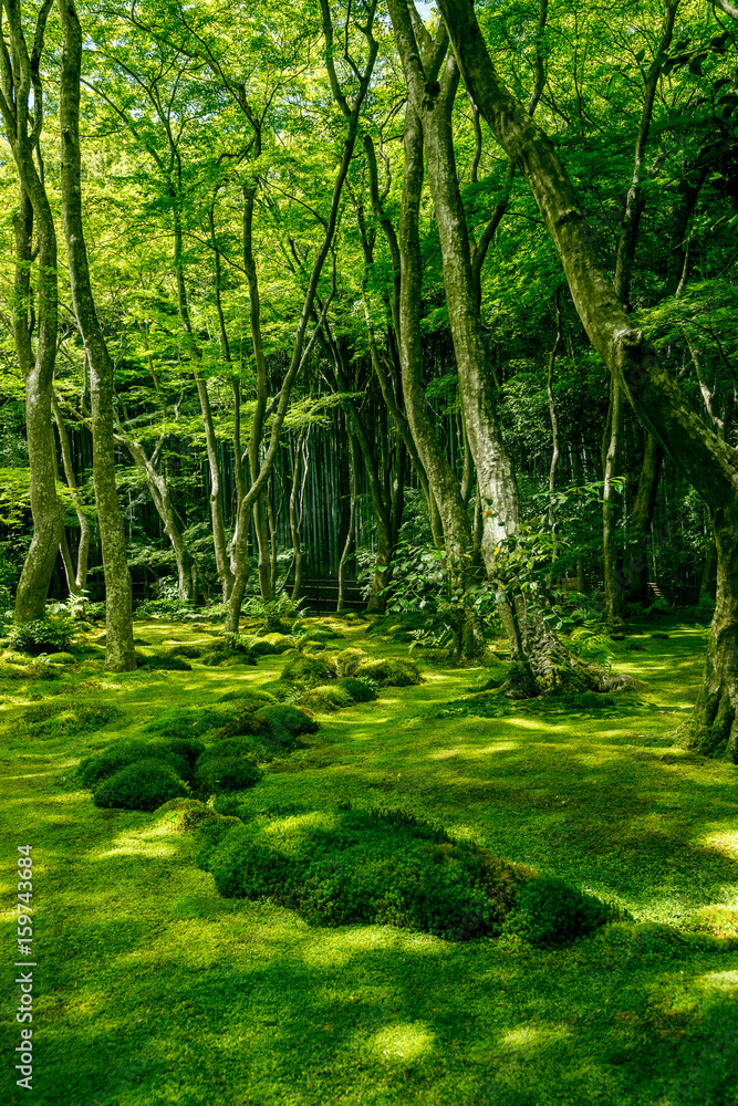 Obraz premium 祇王寺の苔の庭園