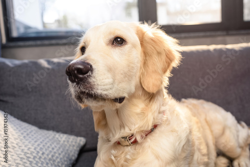 Close-up view of cute golden retriever dog lying on sofa indoors