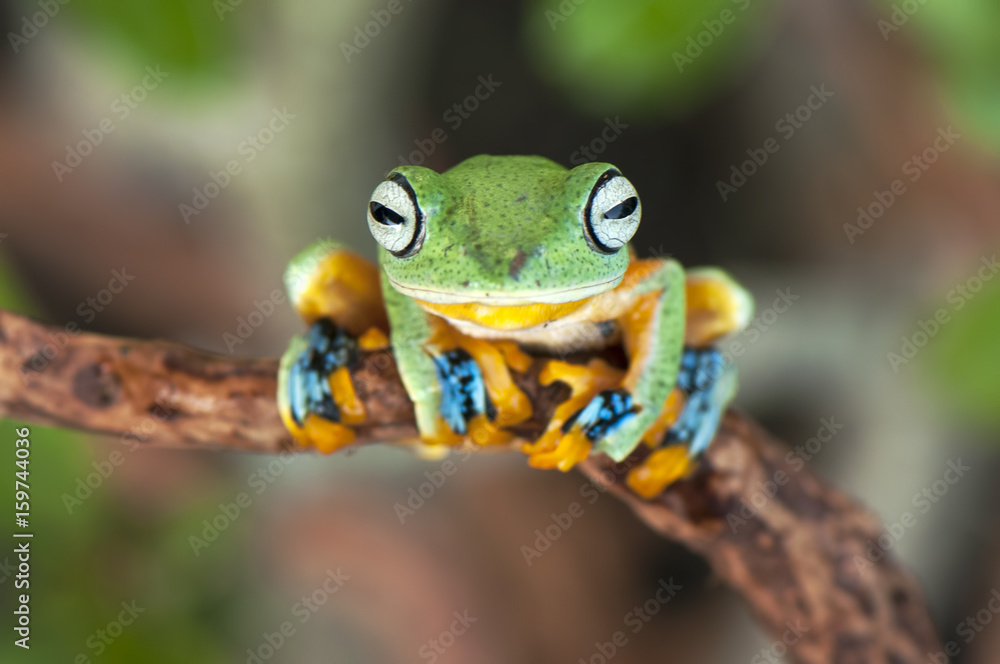 Naklejka premium Frogs