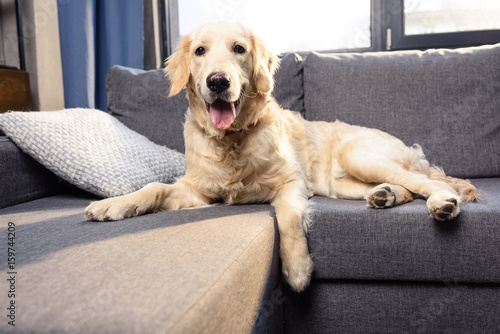 Cute golden retriever dog lying on sofa indoors