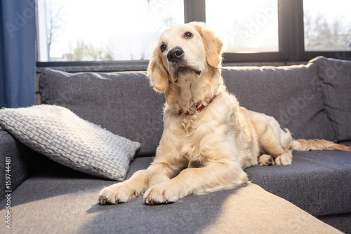Fototapeta Naklejka Na Ścianę i Meble -  Cute golden retriever dog lying on sofa indoors